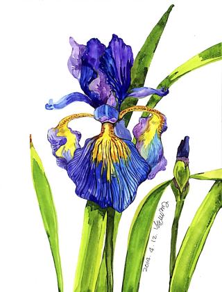 Iris