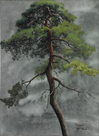 솔(Pine Tree)