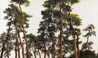 솔(Pine Tree)