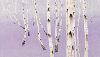 birch-white soul. NO 18-01