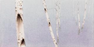 birch-white soul. NO 18-05