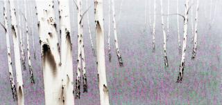  birch-white soul. NO19-72