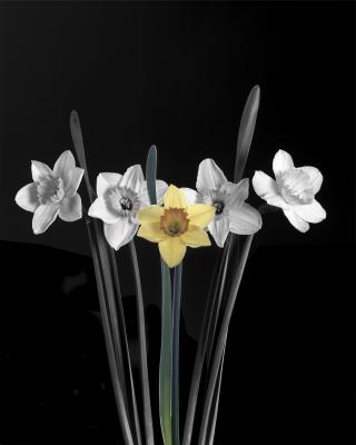 flowers in studio#7