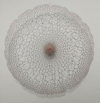 Seed - 차경진