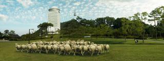 membersheep training 1/10