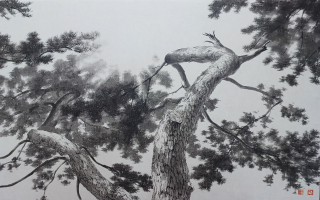 Pine Tree-시선