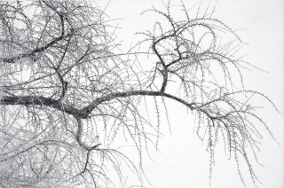 장수동 은행가지1