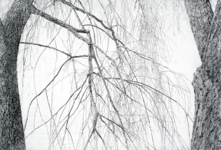 한강변 버드나무2