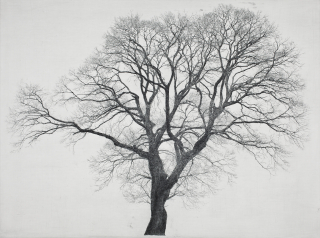 당곡리 버드나무