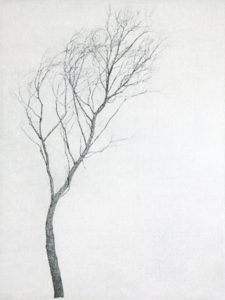 한강변 버드나무