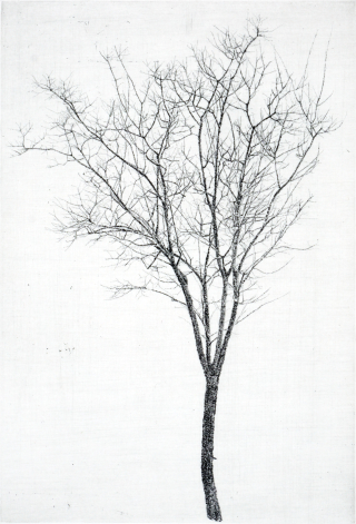 한강변 이팝나무1