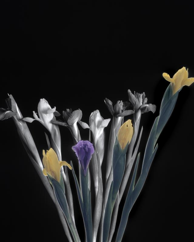 flowers in studio#6