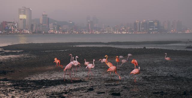 pink group 1/10
