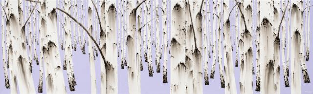 birch-white soul NO14-16