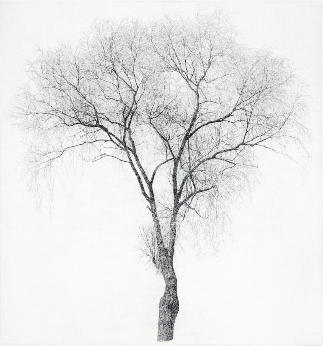 한강변 버드나무6