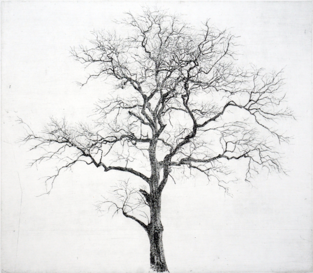 양지마을 둑방나무