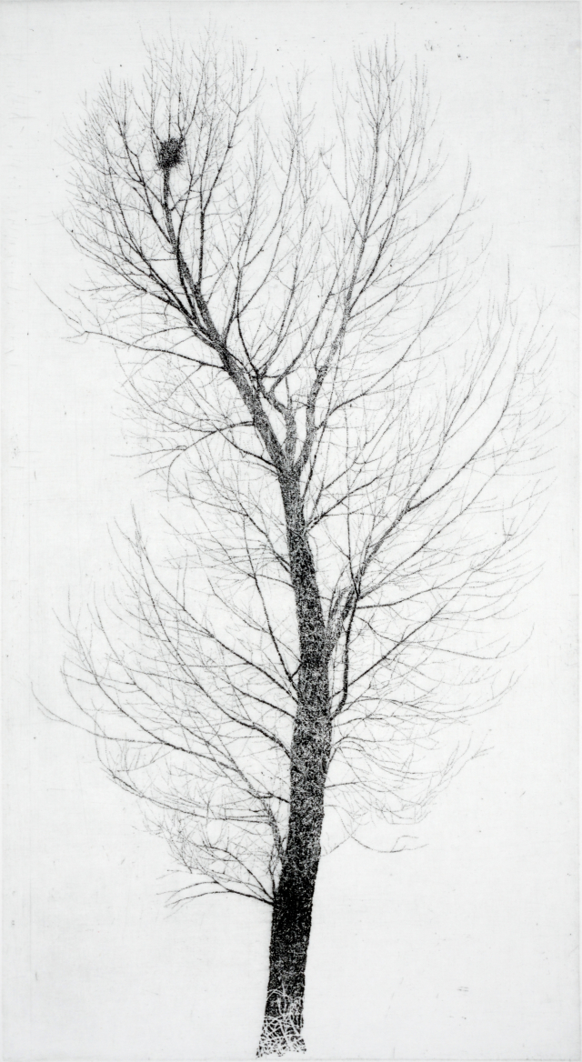 반양리 버드나무