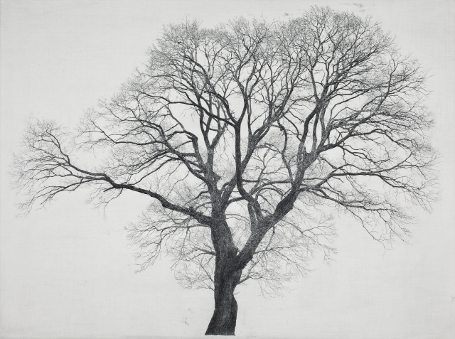 당곡리 버드나무