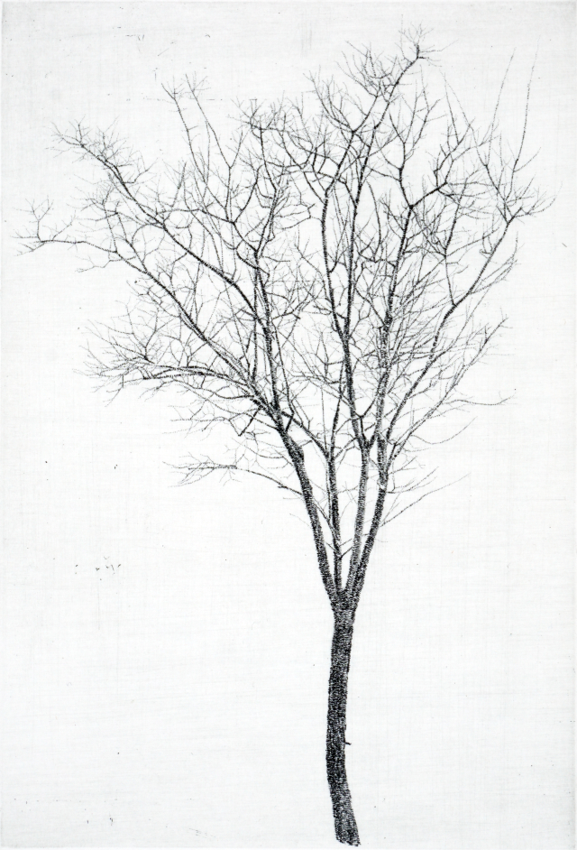 한강변 이팝나무1