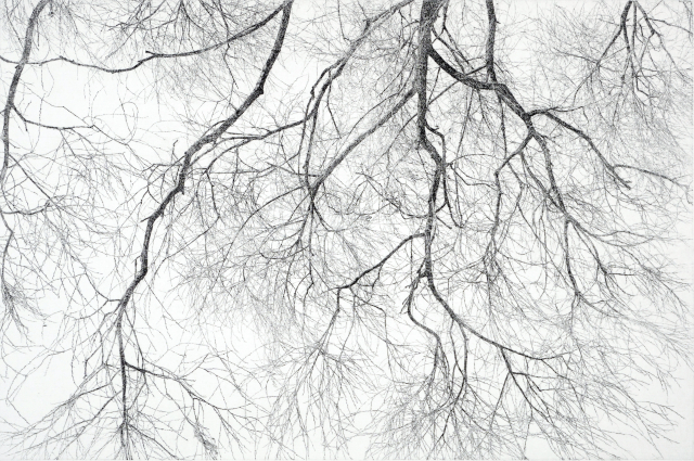 한강변 버드나무5